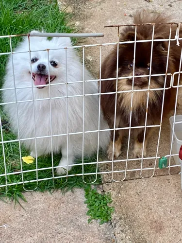 Spitz Alemão Fêmea - Pedigree CBKC
