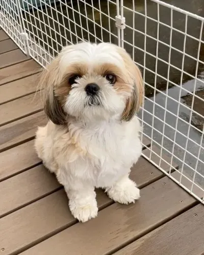 SHIH-TZU MICRO - MACHOS E FÊMEAS