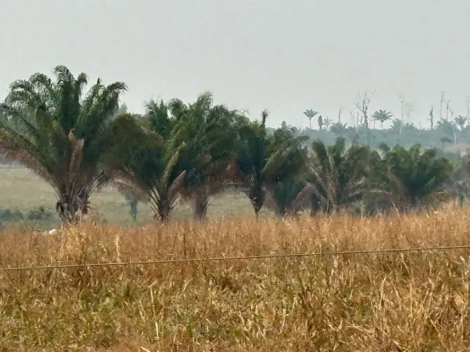 VENDO FAZENDA DUPLA APTIDÃO | REGIÃO DE BRASNORTE MT