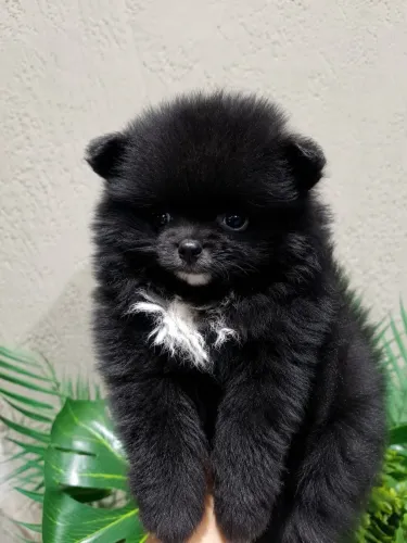 Spitz Alemão machos