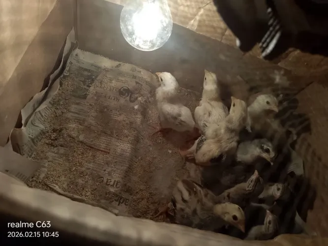 Vendo filhote de galinha D'Antola.