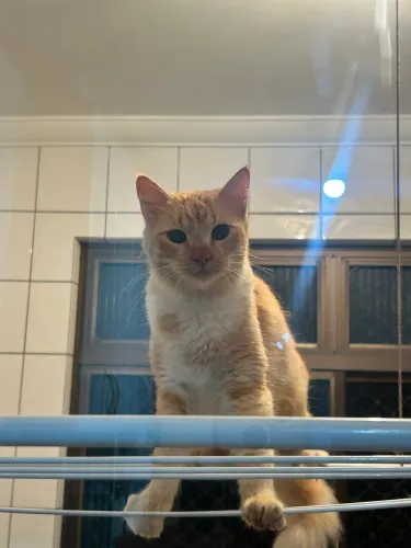 Gatas fêmeas para adoção