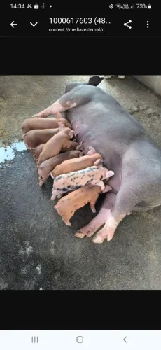 F1 duroc X pietran