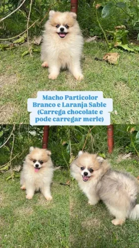 Spitz macho filhote