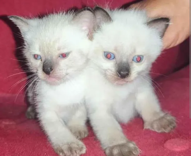 Gatinho siames pronta a entrega