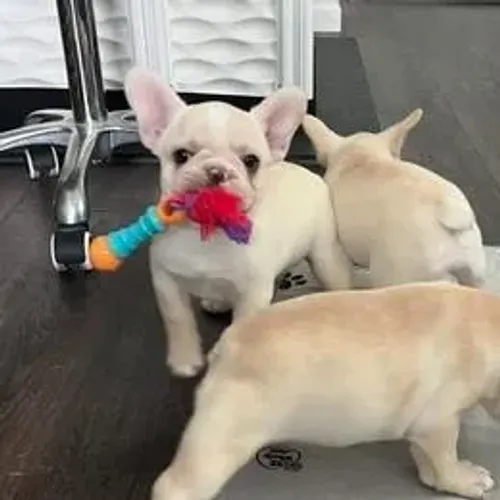 Bulldog Francês,Bulldog Francês Filhote Disponível Alta Qualidade