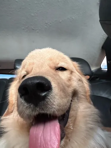 Filhote de golden retriever