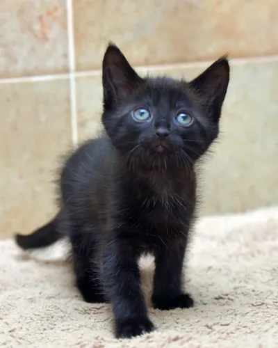Gatinhos pretinhos disponível 