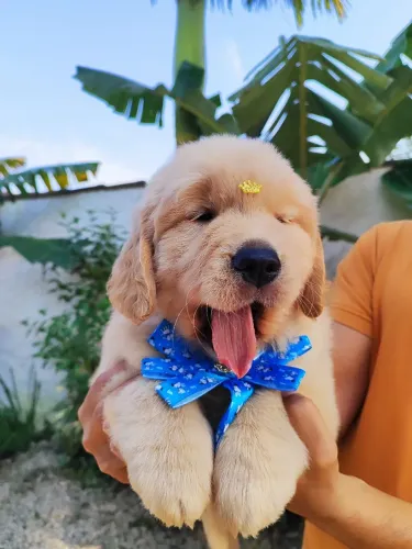 Fofuras de Golden Retriever disponível 