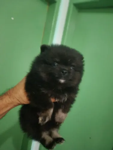  ? Lindo Filhote de Lulu da Pomerânia (Spitz Alemão) - Raridade: Preto com Cinza! ?