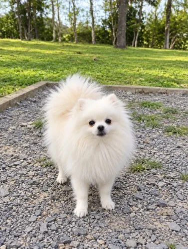 Lulu da Pomerânia - Spitz Alemão Anão