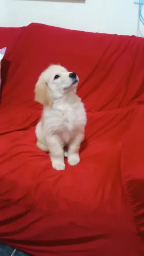 Golden Retriever 3 vacinada e pedigree 