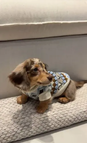 Cachorro