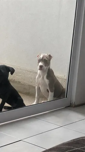 Filhote de Pitbull macho 