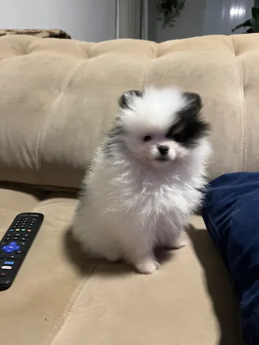 Lulu da pomerania 