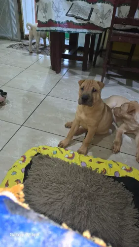 Cachorro