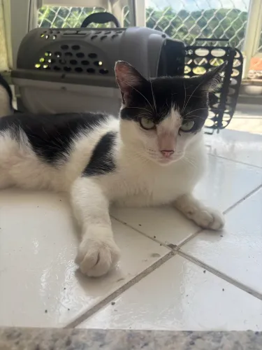 Doação de gatos gêmeos