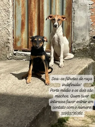 Doa-se cachorra de raça indefinida.