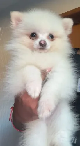 Filhotes de Lulu da Pomerânia