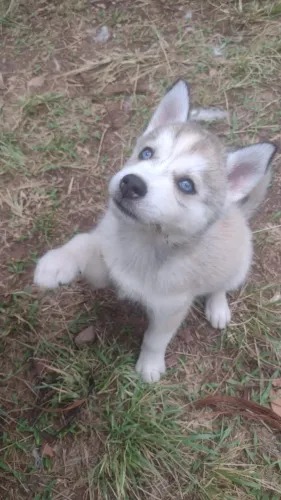 ÚLTIMA Filhote Pura de Husky Siberiano