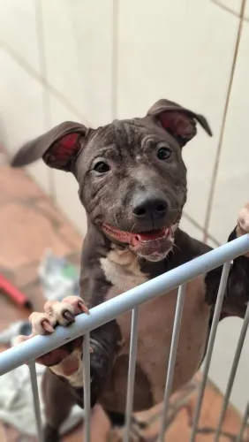 Doação pitbull