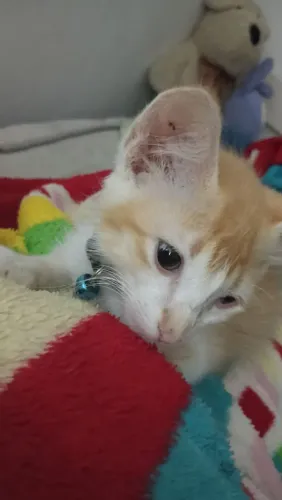 Doa-se gatinho