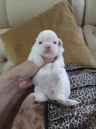 Shih Tzu Filhotes 