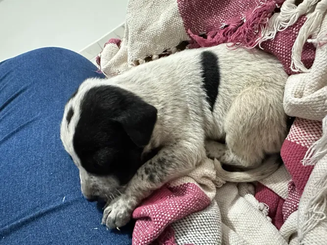 Cachorrinho adoção 