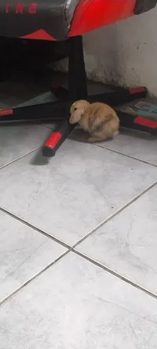Vendo Coelhos