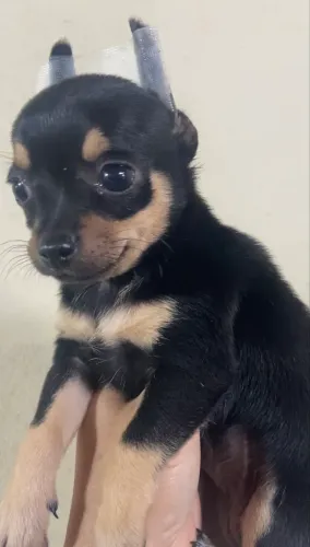Chihuahuas 