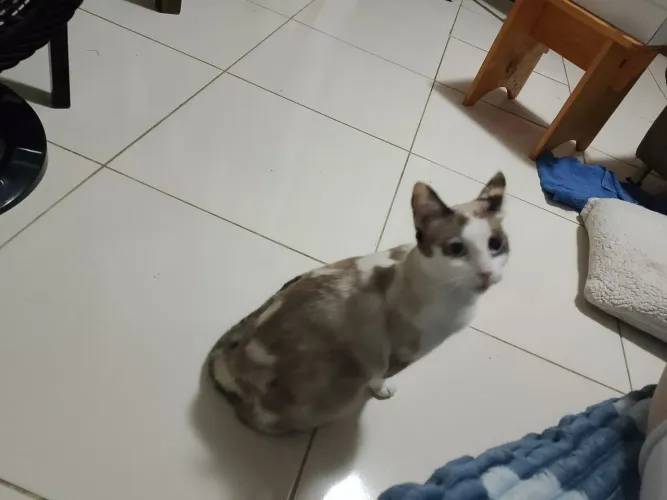 Gata castrada