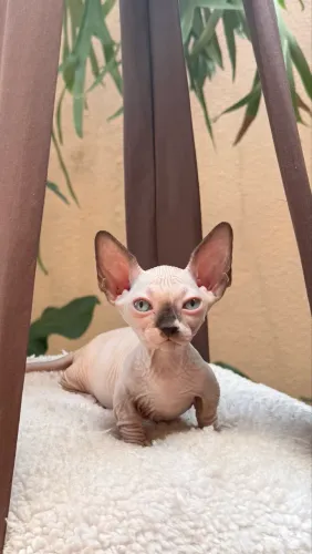 Filhotes Sphynx pra Reserva