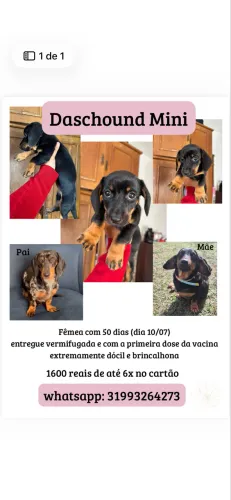 Basset Daschound fêmea