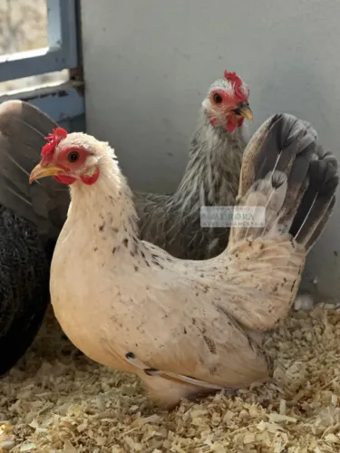 Ovos Férteis Galinha Nagasaki - Raça Minúscula Rara - Curitiba PR