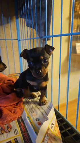 Pinscher Fêmea Zero 0