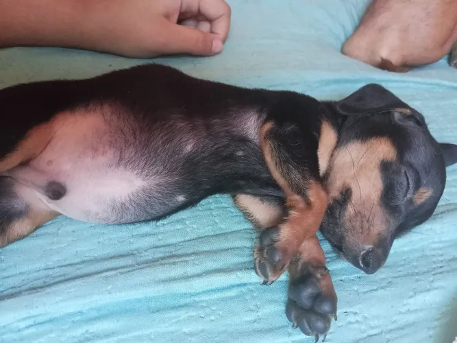 Vendo filhote de Dachshund