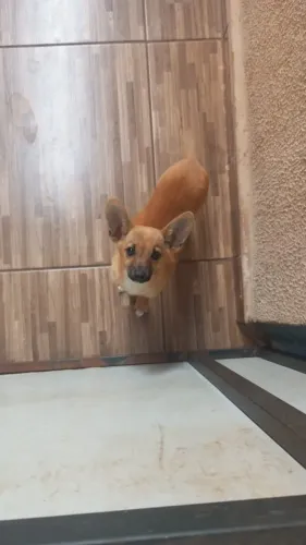 Doa se um filhote macho mestiço a pinther