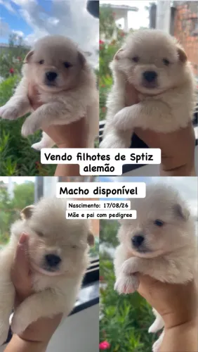 Cachorro Spitz Alemão 