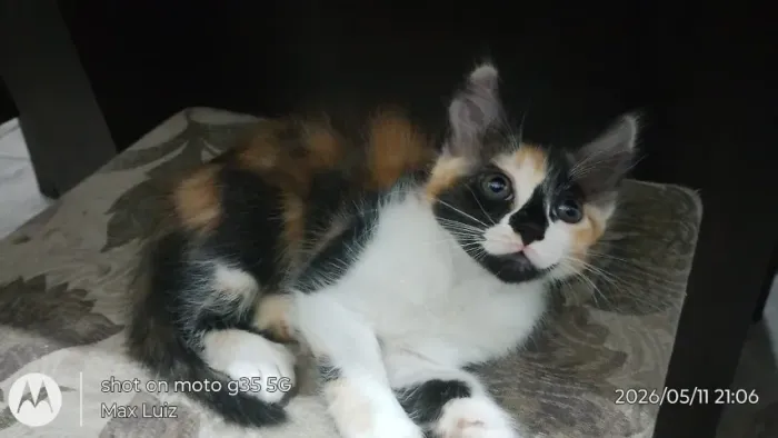 Gatinhos para adoção
