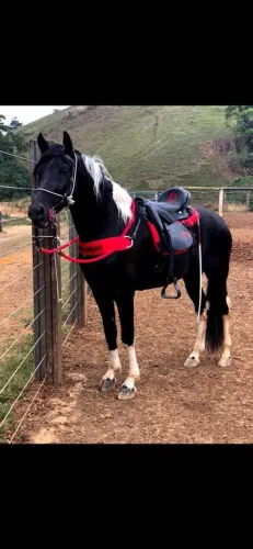 Cavalo manga larga