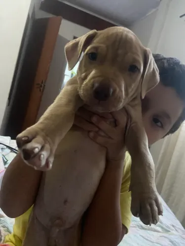 Filhote pitbull machinho 