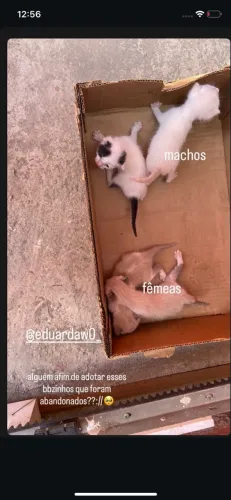 gatinhos para adoção
