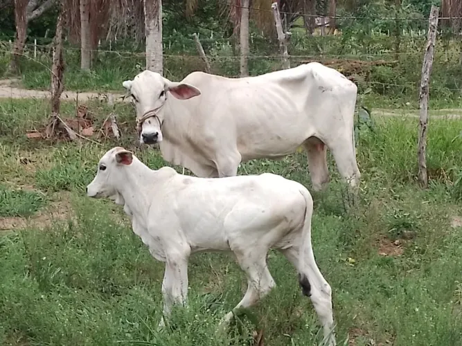 Vaca com bezerra pra vender 
