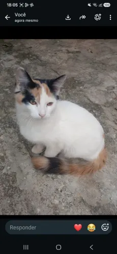 DOA-SE GATINHA 3 CORES