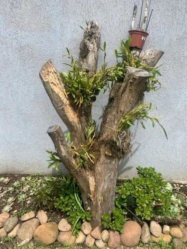 Tronco orquídea