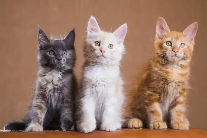 Maine Coon Famoso Gato Gigante