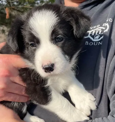 Filhotes de Border Collie | Cheio de ternura e simpatia.