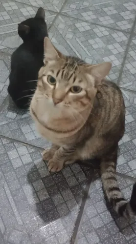 Doação de gatos ......entrego na estação