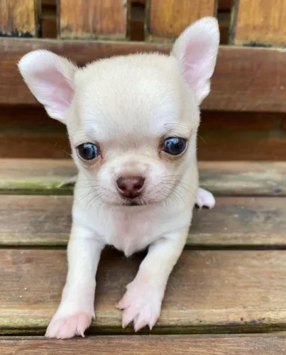 Chihuahua Pelo Curto Macho Pronta Entrega!!