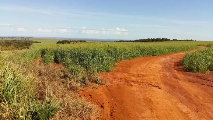 Fazenda arrendamento 2.200 hec 80km Rondonópolis posto mineirinho 15 km da Br 163